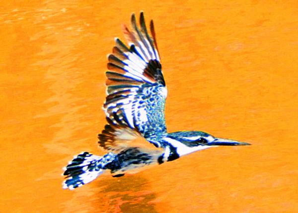 15_2014-01-03_Pied Kingfisher-20001.JPG