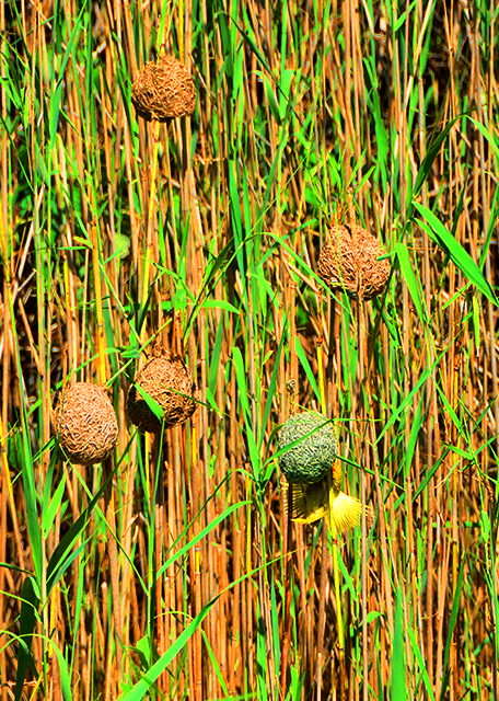16_2014-01-03_Yellow Weaver ��֯����-10001.jpg