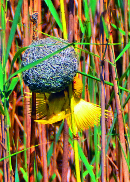 2014-01-03_Yellow Weaver ��֯����-20001.JPG