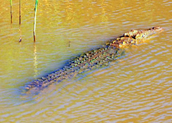 18_2014-01-03_Crocodile ����0001.JPG