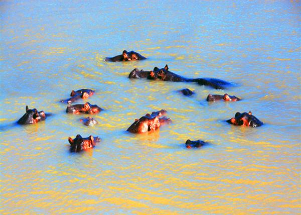 19_2014-01-03_Hippo-20001.JPG