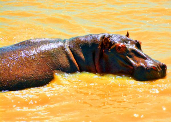 2014-01-03_Hippo-10001.JPG