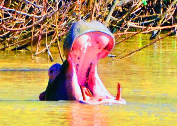 21_2014-01-03_Hippo Showing Tusk for Demonstration of Its Strength & Aggressiveness ���Ƿ����ʾ�Լ���������������-20001.JPG