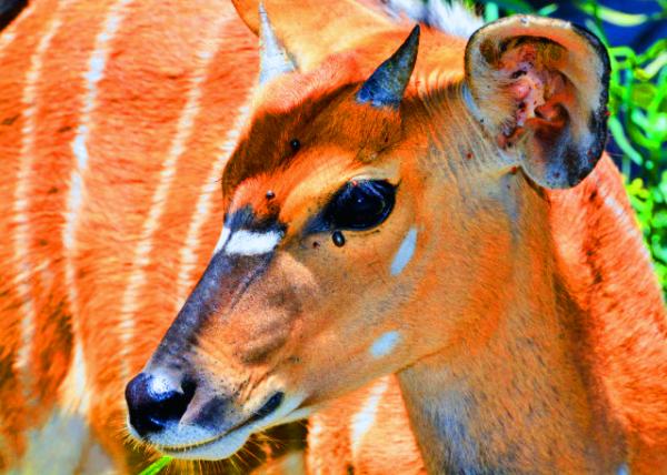 09_2014-01-04_Common Duiker_Male-30001.JPG