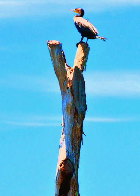 10_2014-01-04_Cormorant ���001.JPG