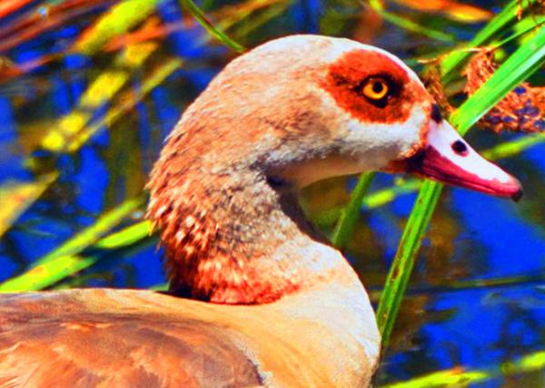 12_2014-01-04_Egyptian Goose-10001.JPG