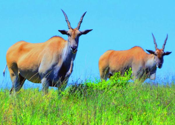13_2014-01-04_Common Elands ������-10001.JPG