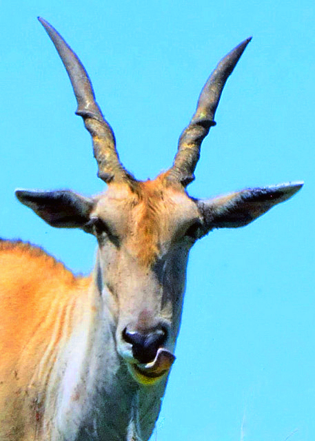 14_2014-01-04_Common Eland_Female in A Tan Coat �غ�ɫƤë-20001.JPG