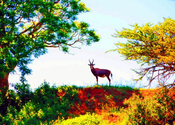 16_2014-01-04_Hartebeest ����-10001.JPG