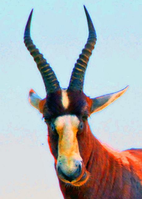 17_2014-01-04_Hartebeest_Female in A Tan Coat  �����硤�ƺ�ɫƤë-20001.JPG