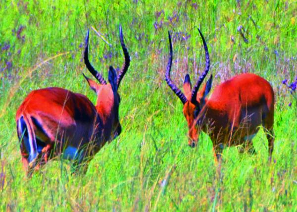 18_2014-01-04_Impala-30001.JPG