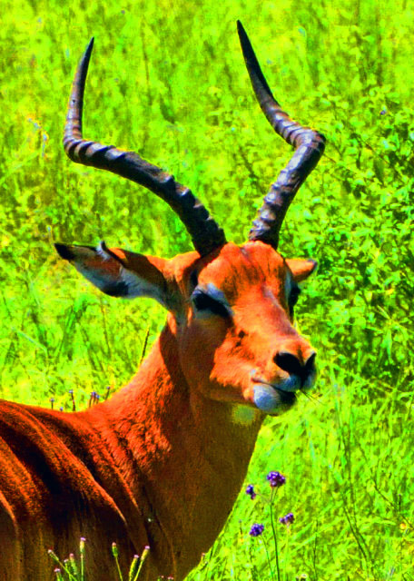 19_2014-01-04_Impala-10001.JPG