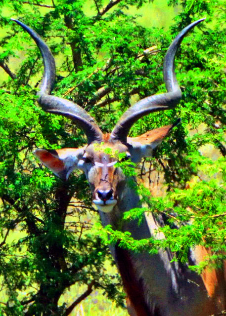 20_2014-01-04_Kudu-20001.JPG