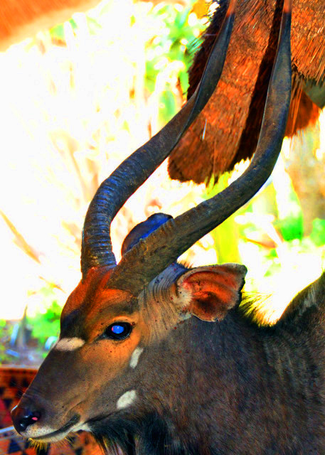 21_2014-01-04_Greater Kudu_Juvenile ����Ĵ�������-10001.JPG