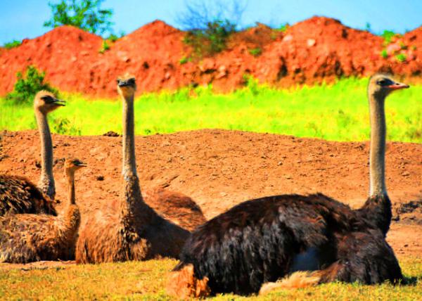 22_2014-01-04_Ostrich Family ����ȫ��-10001.JPG