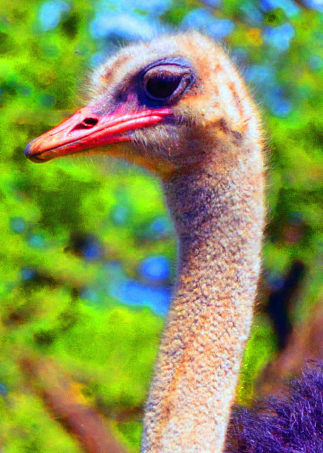23_2014-01-04_Ostrich-20001.JPG