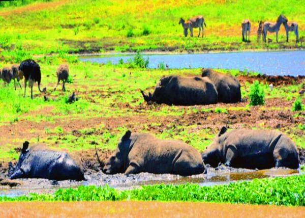 24_2014-01-04_Rhino Wallow Ϭţɳԡ0001.JPG