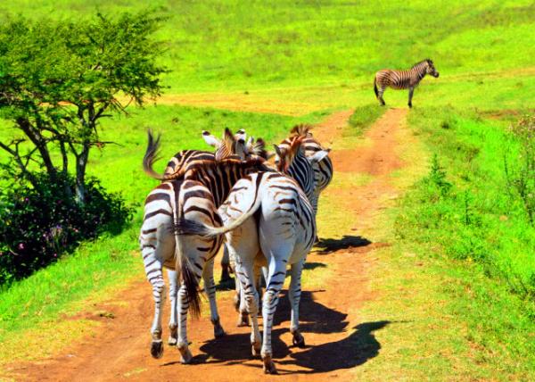 26_2014-01-04_Zebra_A Herd of Plains Zebras ��ͨ����-80001.JPG