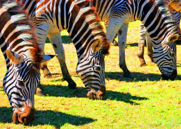 28_2014-01-04_Zebra_A Zebra Harem within a Herd Ⱥ�ڰ�����-50001.JPG