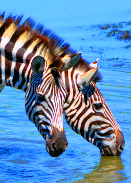 29_2014-01-04_Zebra_Stripes, A Form of Protection from Biting Flies ���ơ���ֹӬҧ-60001.JPG