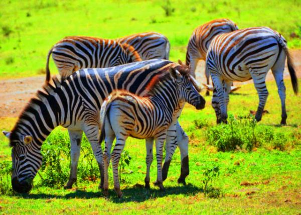27_2014-01-04_Zebra-10001.JPG