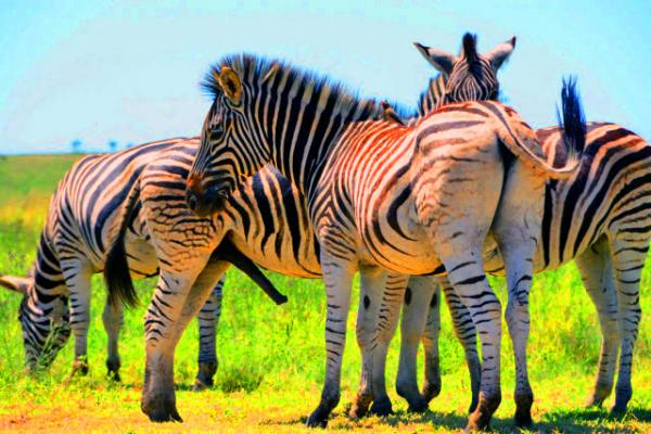 30_2014-01-04_Zebra Genitalia ��������ֳ��-90001.JPG