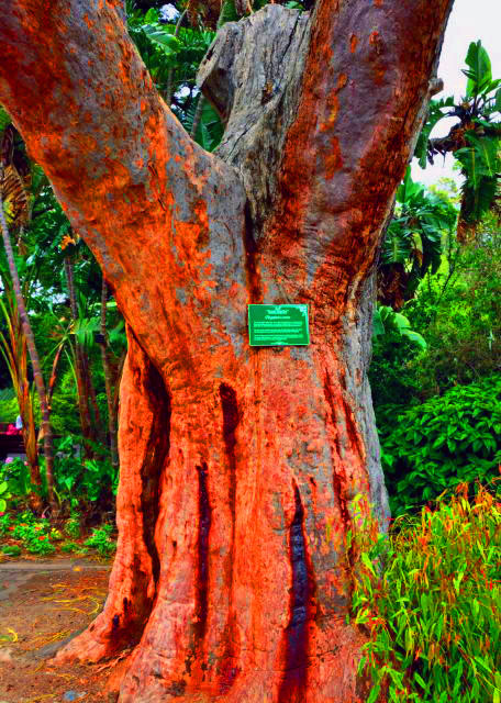 15_2014-01-06_Gum Myrtle �ҽ���0001.JPG