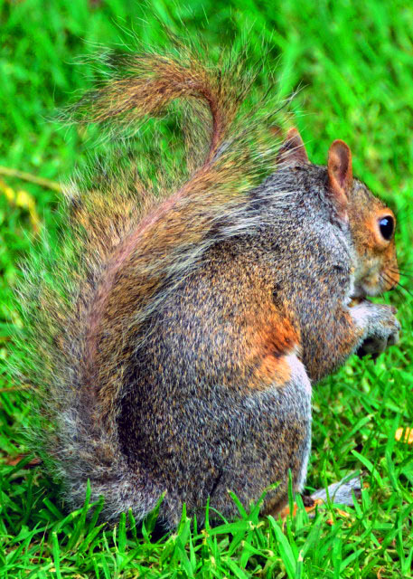 38_2014-01-06_Squirrel Going Nuts ����Լ���������0001.JPG