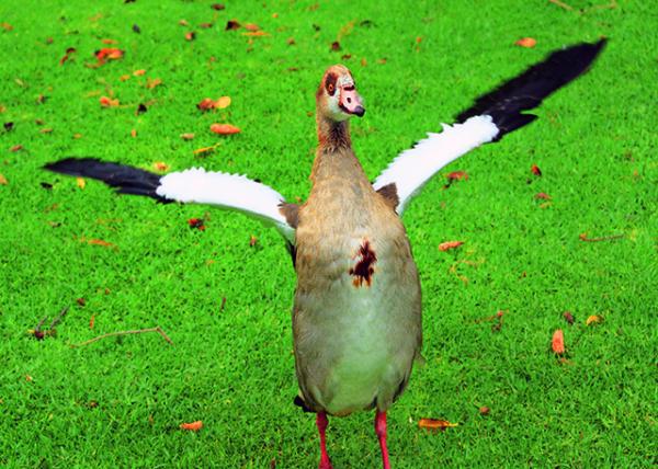 39_2014-01-06_Egyptian Goose-10001.jpg