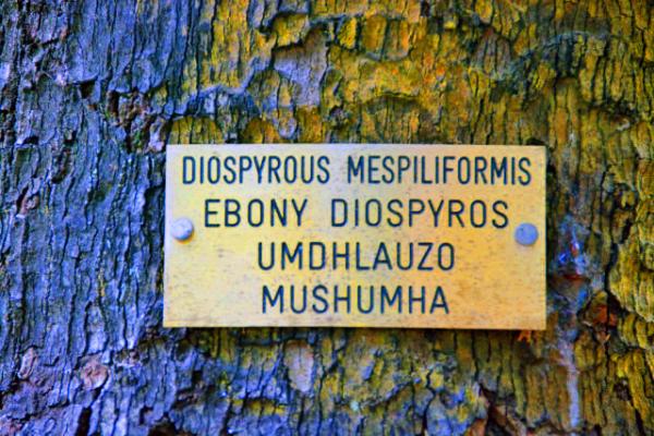 14_2014-01-07_Long-Lived Ebony ��̴0001.JPG