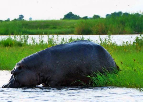 19_2014-01-08_Hippo Marked Its Territory by Defecation ������ͨ���ű���������Ȩ0001.JPG
