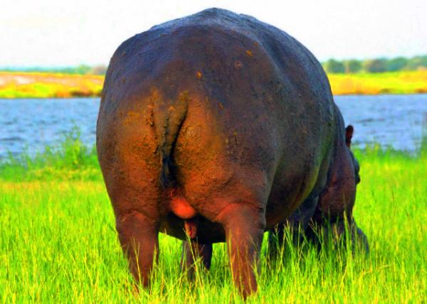 19_2014-01-08_Hippo_While depositing the faeces, hippo spins its tail to distribute its excrement over a greater area ���������ʱ����������תβ�ͽ����ֲ��ڸ���������-50001.JPG