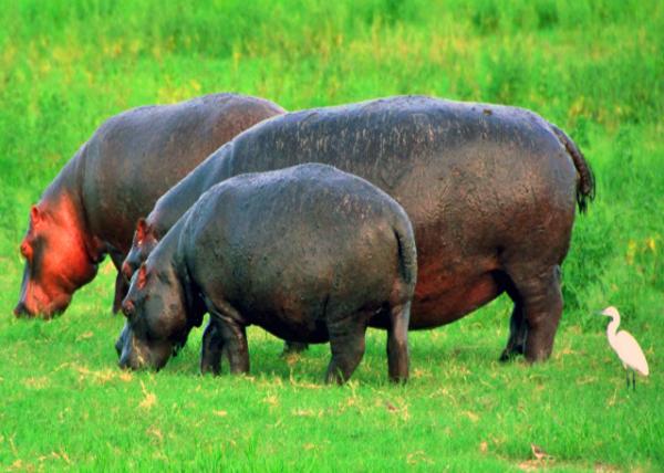 20_2014-01-08_Hippo Family ����ȫ��-30001.JPG