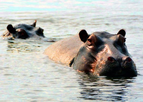 22_2014-01-08_Hippo_Mostly Submerged Hippos w Exposed Eyes, Ears, & Nostrils ��������󲿷�û��ˮ�У����۾�����ͱǿױ�¶����-10001.JPG