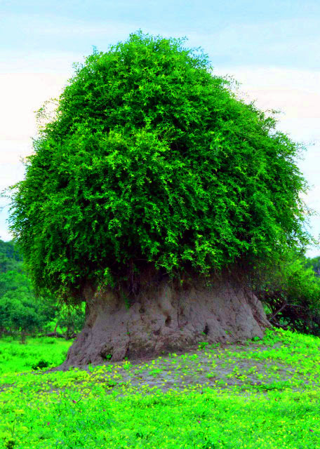 28_2014-01-08_Baobab �������0001.JPG