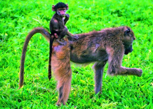 30_2014-01-08_Baboon_Young Yellow Baboon on the back of Its Mother �������豳�ϵĻ������׶�-80001.JPG