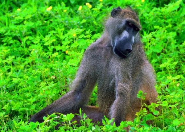 32_2014-01-08_Baboon Dad �����ְ�0001.JPG