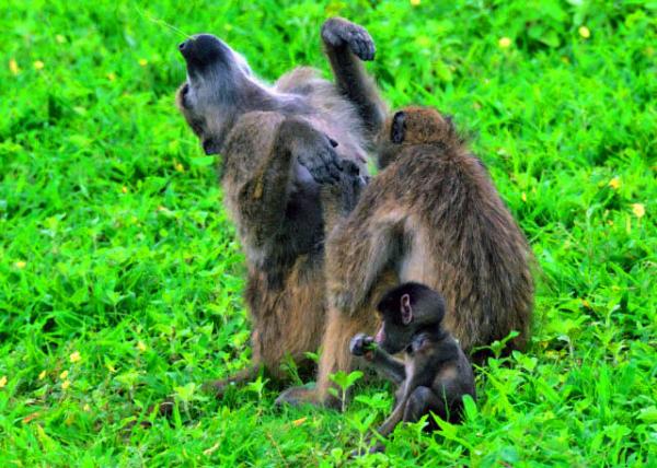 33_2014-01-08_Baboon Family ����һ��-30001.JPG