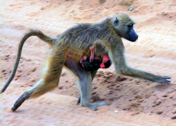 34_2014-01-08_Baboon Mom & Baby ���������뺢��-50001.JPG
