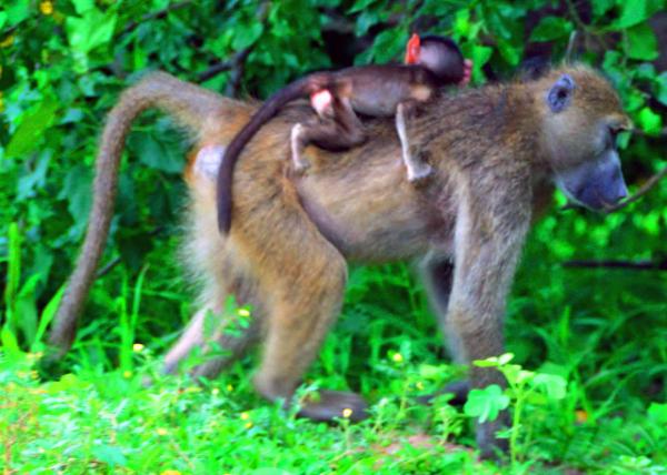 35_2014-01-08_Baboon Mom & Baby-60001.JPG