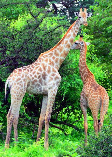 36_2014-01-08_Giraffe_Giraffes Courting ����¹��-20001.JPG