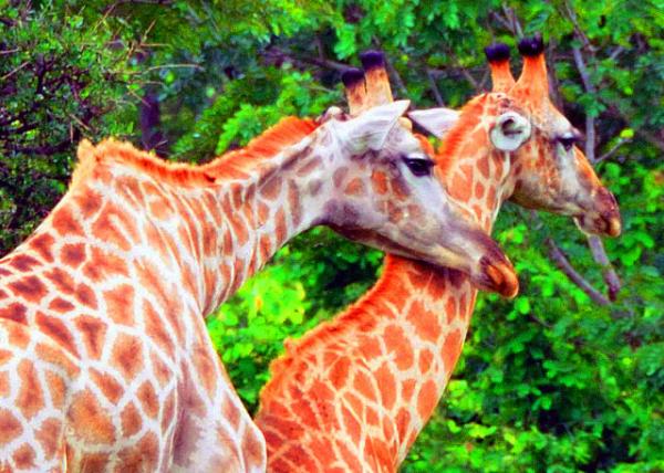 2014-01-08_Giraffe_Male giraffe engages in low lntensity necking to establish dominance �۳���¹��ͷ��ʾ�쵼��λ-10001.JPG
