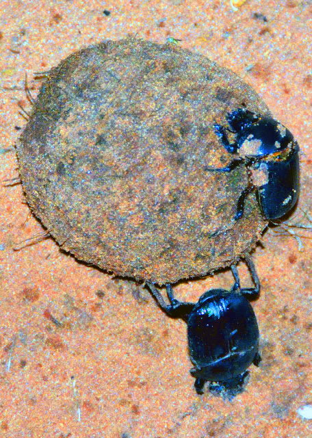 38_2014-01-08_Dung Beetles ʺ����0001.JPG