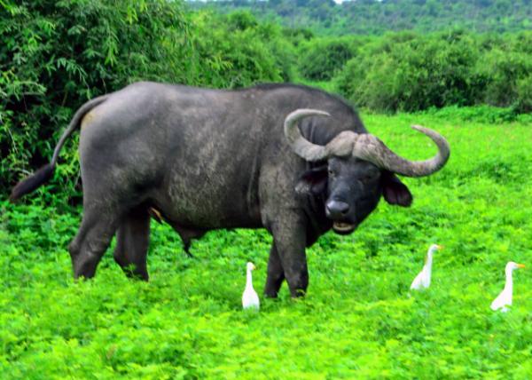 39_2014-01-08_Cape Buffalo & Cattle Egret-10001.JPG