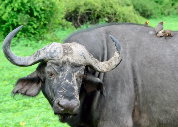 40_2014-01-08_Cape Buffalo & Red-Billed Oxpecker ����ˮţ�����ţ���0001.JPG
