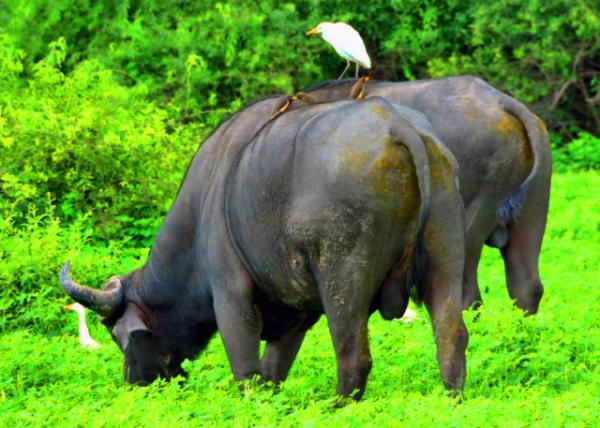 2014-01-08_Cape Buffalo & Cattle Egret ����ˮţ��ţ����-20001.JPG