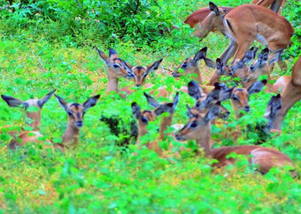 42_2014-01-08_Impala_A Grazing Herd һȺ�Բݵĸ߽���-50001.JPG