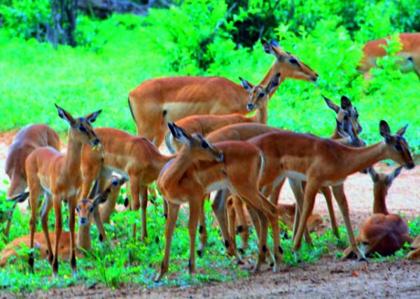 43_2014-01-08_Impala_Female Herd ����Ⱥ��-40001.JPG
