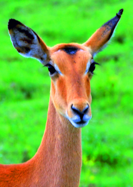 43_2014-01-08_Impala Female0001.JPG