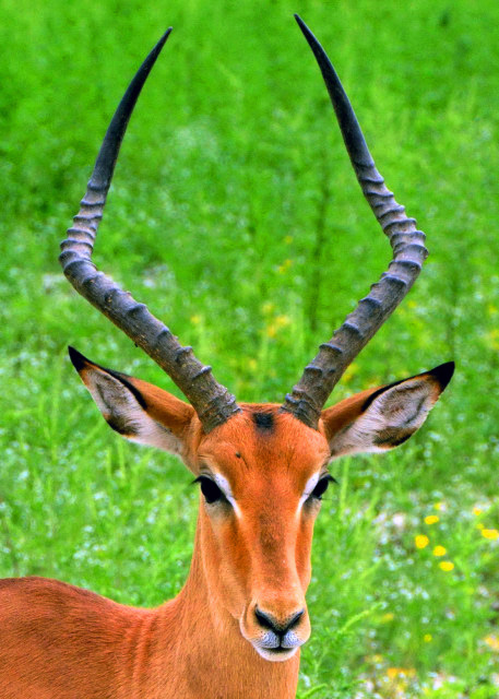 2014-01-08_Impala Male-20001.JPG